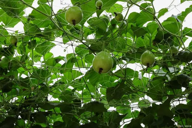 致富种植白术图片_种植白术致富_2020年种植白术怎么样