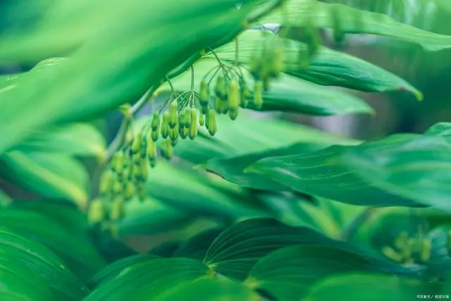 致富种植白术图片_种植白术致富_2020年种植白术怎么样