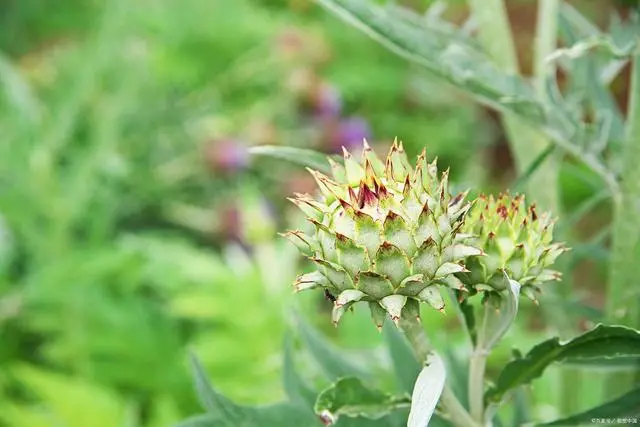 种植白术致富_致富种植白术图片_2020年种植白术怎么样