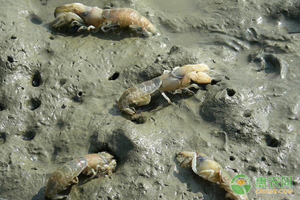 这种特色“海峰子”，曾经被当做害虫，如今却成为舌尖上的美味