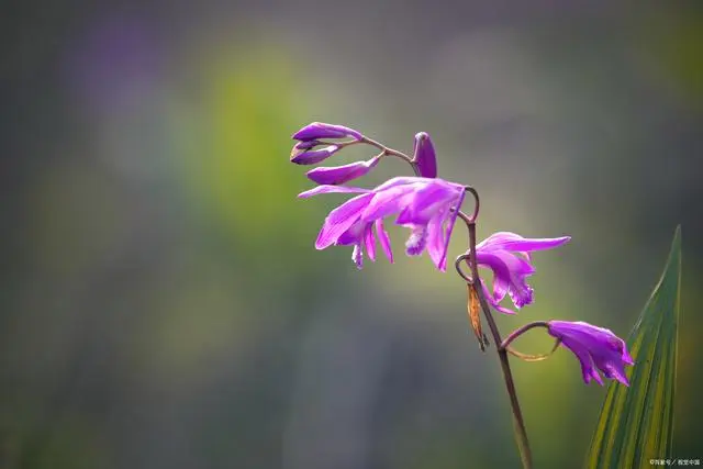 白及种子育苗方法_白及种植技术视频_每日农经白芨种植视频