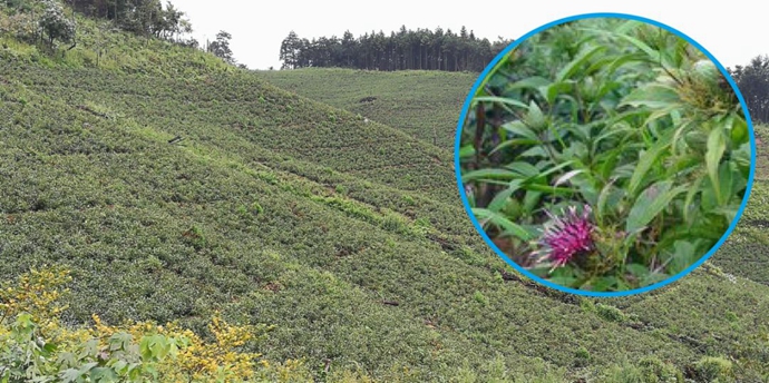 2021年农民种植白术怎么样_2020年种植白术怎么样_种植白术致富