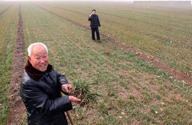 致富种植白术图片_致富种植白术视频_种植白术致富