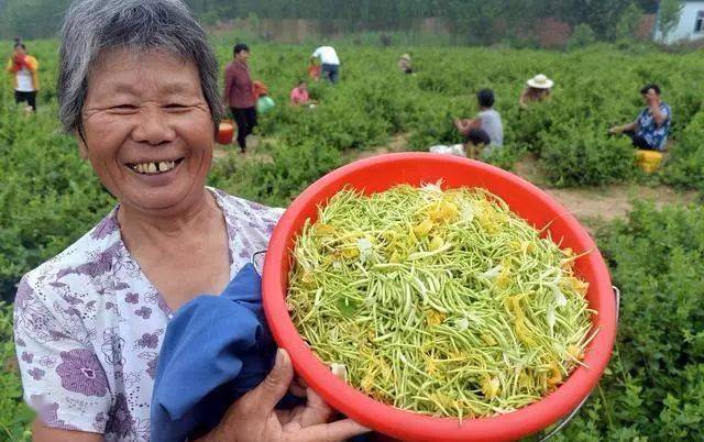 致富种植白术视频_致富种植白术图片_种植白术致富