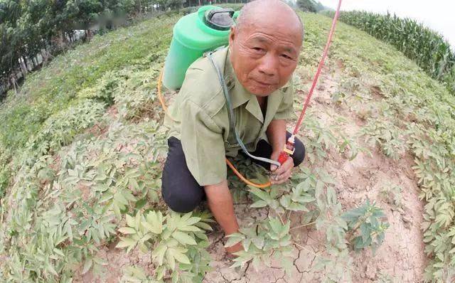 致富种植白术视频_种植白术致富_致富种植白术图片