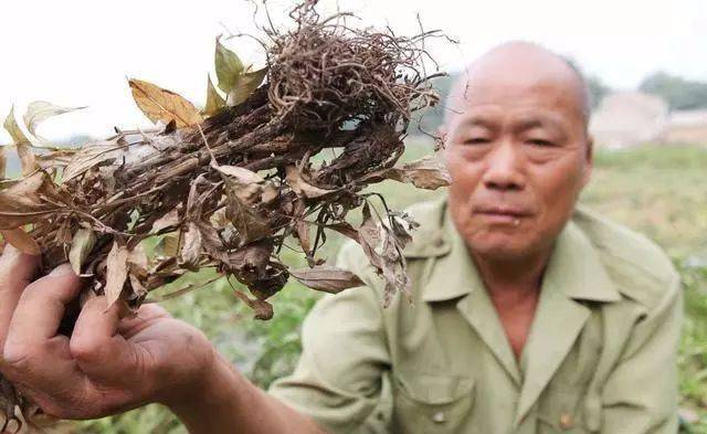 致富种植白术图片_种植白术致富_致富种植白术视频