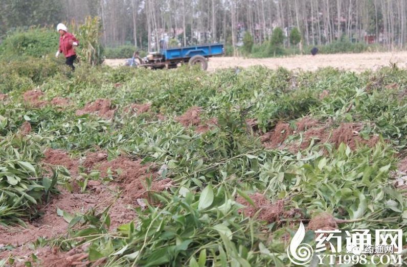 致富种植白术图片_种白术赚钱吗_种植白术致富