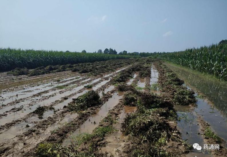 致富种植白术图片_种植白术致富_种白术赚钱吗