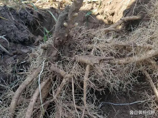 农视网致富经种植种植药瓜_四季蒜苗种植致富_有机质蔬菜特色种植的致富故事