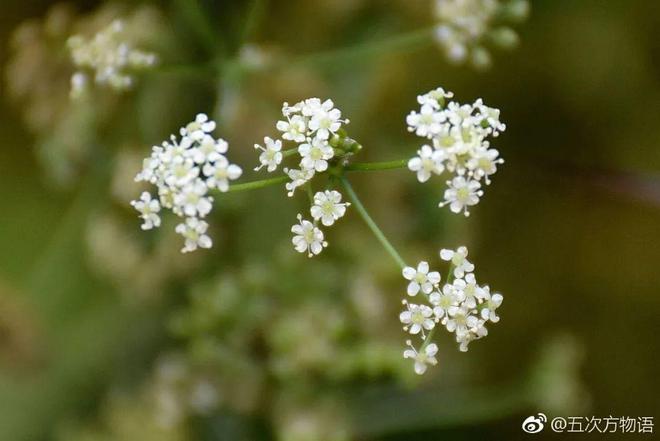 天下芹菜知多少