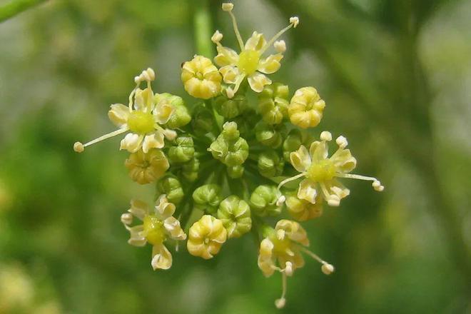 致富经水芹菜种植视频_水芹种植致富项目_致富经水培蔬菜视频