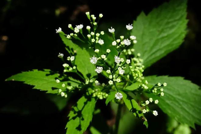 致富经水芹菜种植视频_水芹种植致富项目_致富经水培蔬菜视频