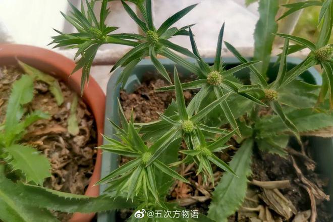 致富经水芹菜种植视频_致富经水培蔬菜视频_水芹种植致富项目