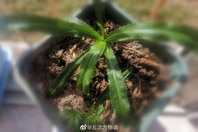 致富经水培蔬菜视频_致富经水芹菜种植视频_水芹种植致富项目