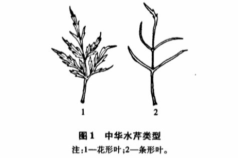 致富经水培蔬菜视频_致富经水芹菜种植视频_水芹种植致富项目