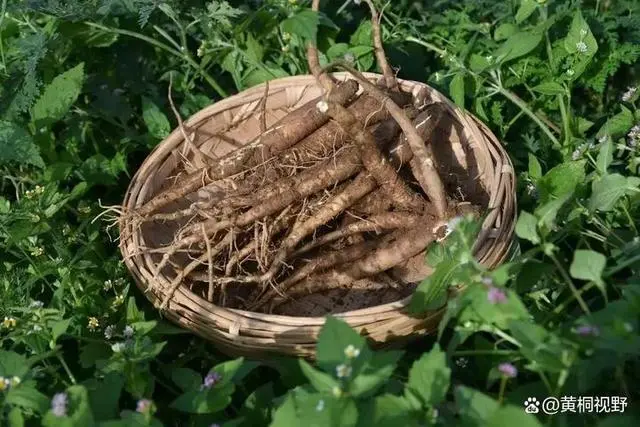 利润最高的种植