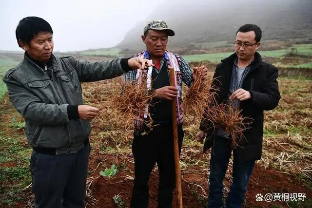 农村种植致富好项目_农视网致富经种植种植药瓜_瓜娄种植利润