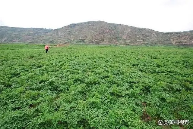 农村种植致富好项目_瓜娄种植利润_农视网致富经种植种植药瓜