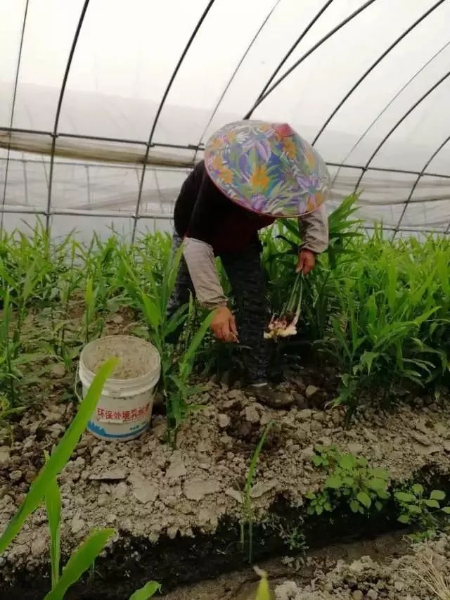 生姜种植利润技术有哪些_生姜种植投资_生姜种植技术和利润