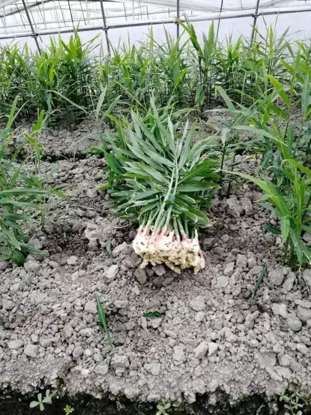 生姜种植利润技术有哪些_生姜种植技术和利润_生姜种植投资