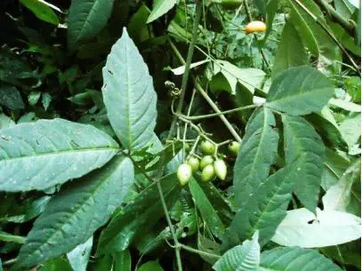 中药材种植致富_叶青植物图片_三叶青种植致富