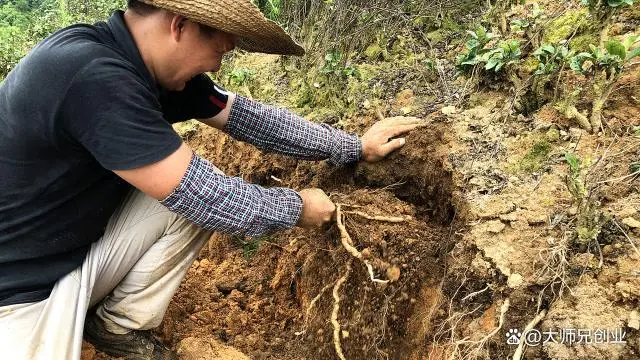 农视网致富经种植种植药瓜_农致富农业科技有限公司_种植瓜类作物用什么肥