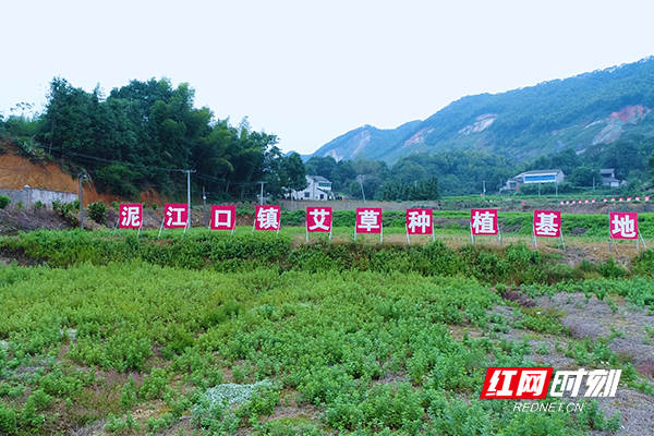 致富种植艾草图片_艾草种植致富_种植艾草挣钱吗