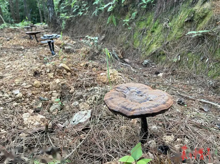 中药材种植致富_三叶青种植致富_农村致富种植