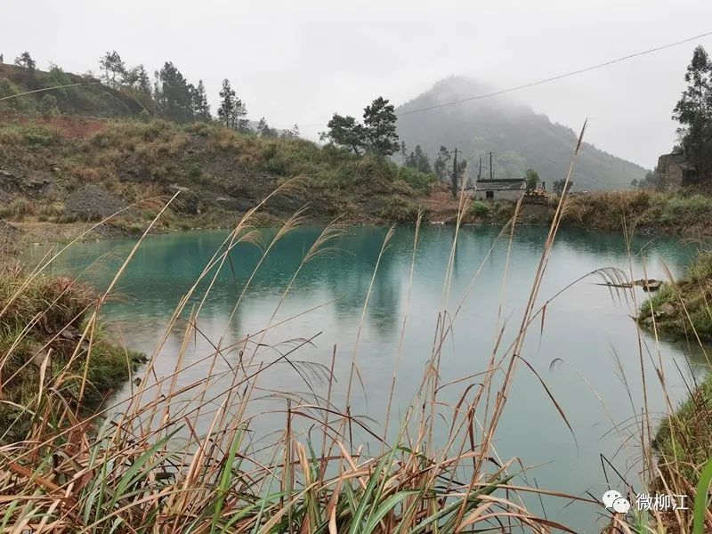 致富经桉树种植致富_致富种植桉树文案_致富种植桉树视频