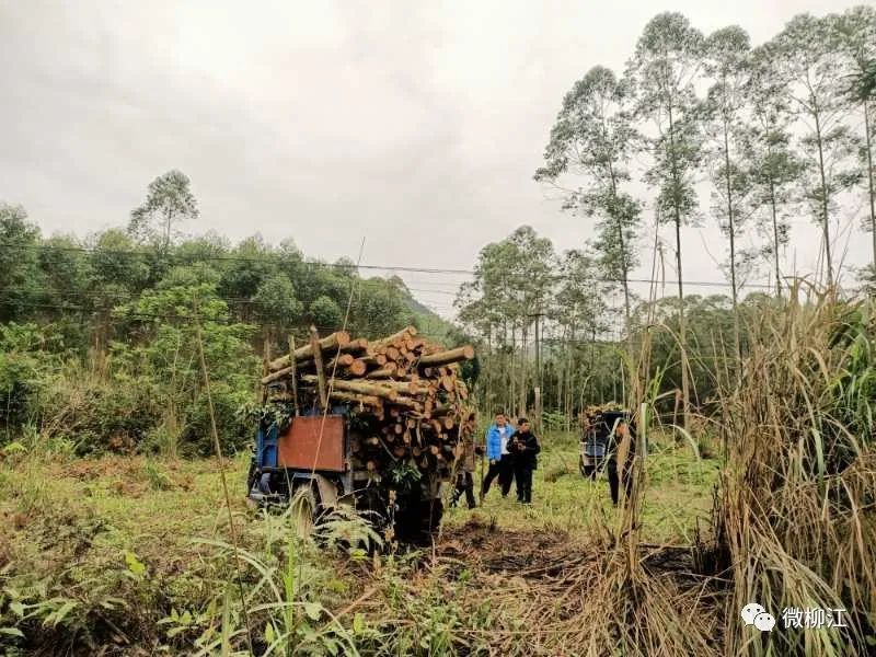 致富经桉树种植致富_致富种植桉树文案_致富种植桉树视频