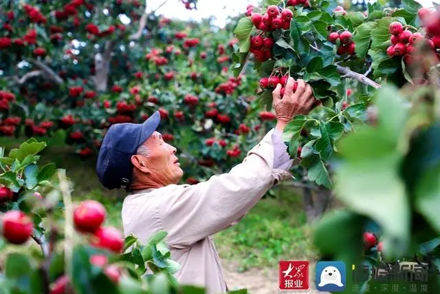 致富经山楂品牌_致富山楂品牌介绍_致富经山楂