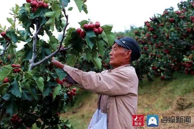 致富山楂品牌介绍_致富经山楂品牌_致富经山楂