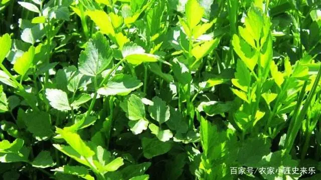 海南水芹菜种植技术_致富海南种植水芹菜视频_海南水芹种植致富