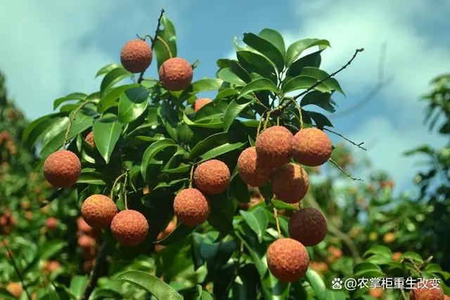 无核荔枝：种植方法与前景