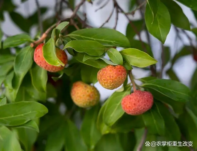 荔枝果种植技术_种植果荔枝技术与管理_荔枝果怎么种