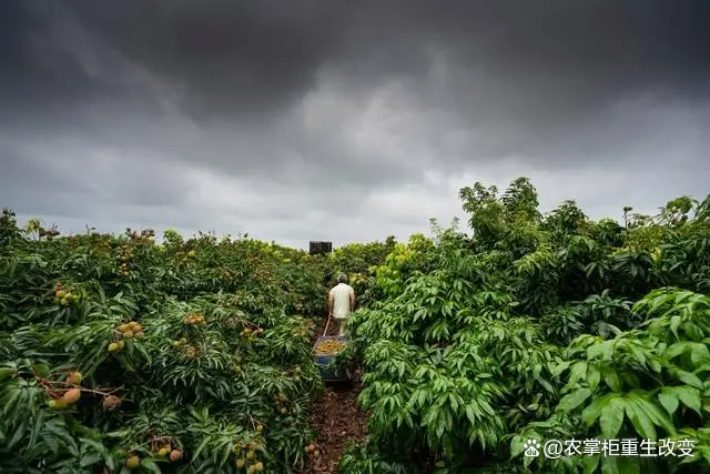 荔枝果怎么种_荔枝果种植技术_种植果荔枝技术与管理