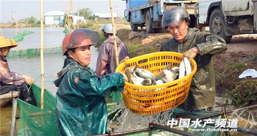 珠海鲈鱼塘口价_珠海鲈鱼养殖基地_致富经珠海海鲈鱼养殖