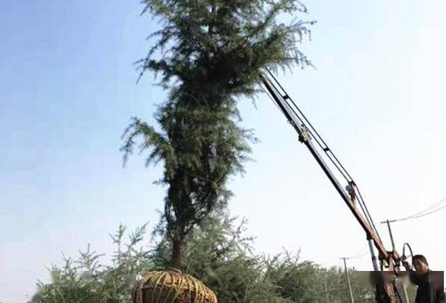 香樟树种植技术视频_种植树香樟技术大师是谁_大香樟树种植技术