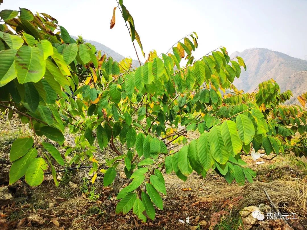 释迦栽培技术_释迦高产种植技术_释迦种植视频