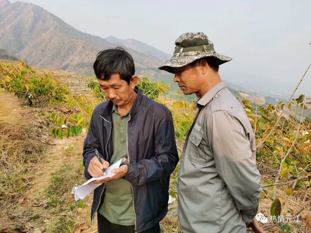 释迦栽培技术_释迦种植视频_释迦高产种植技术