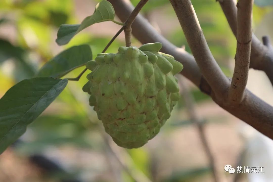 释迦种植视频_释迦高产种植技术_释迦栽培技术