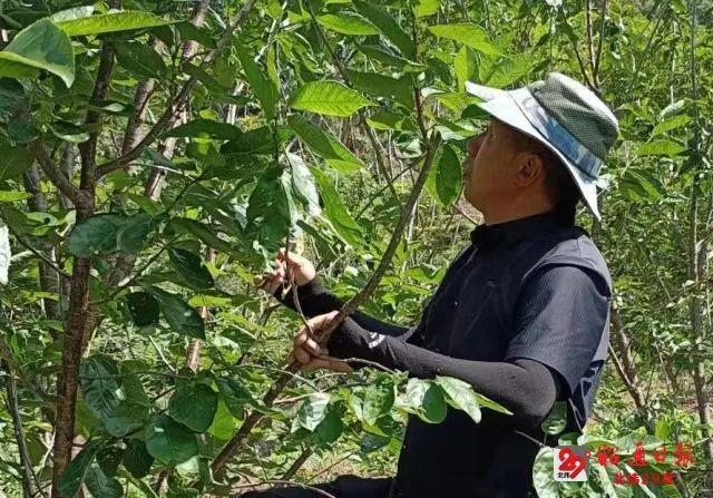 种植致富案例_种植致富的视频_农业节目致富经种植视频