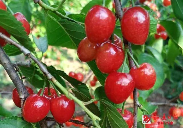 种植致富的视频_农业节目致富经种植视频_种植致富案例