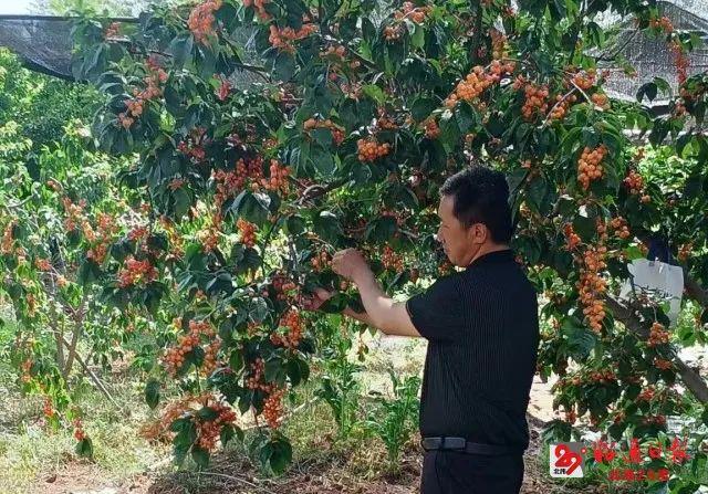 种植致富案例_种植致富的视频_农业节目致富经种植视频