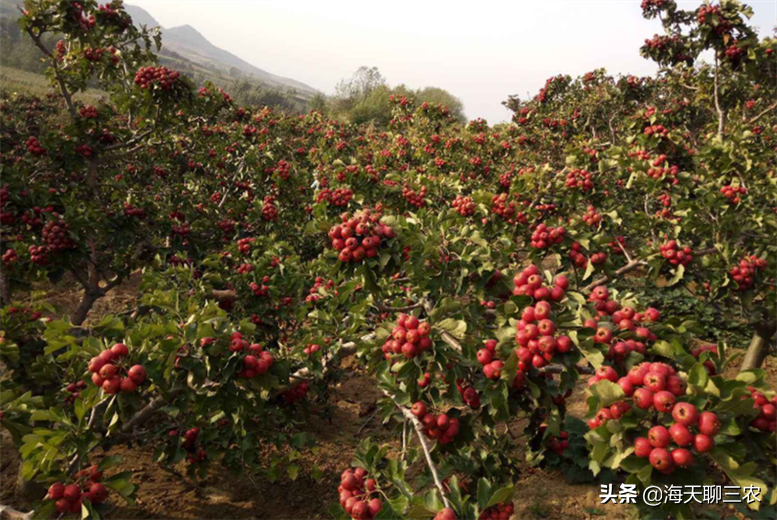 山楂种植致富方法_山楂的种植前景如何_致富山楂种植方法视频