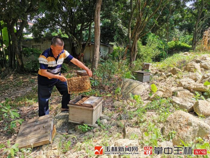 大容山下的“养蜂达人”