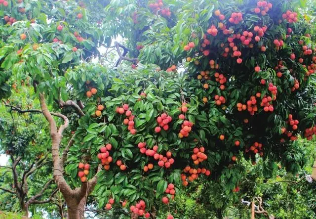 种植果荔枝技术视频_荔枝果种植技术_荔枝果怎么种