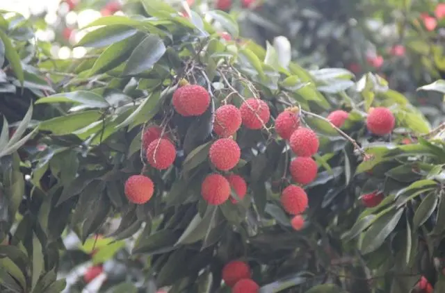 种植果荔枝技术视频_荔枝果种植技术_荔枝果怎么种