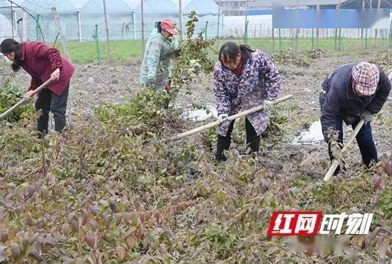 邵阳隆回｜金银花之乡，小苗木长成“摇钱树”