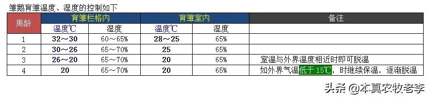 养鹅育雏_雏鹅地下养殖技术_地里养鹅视频